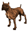 MEMBRE BOXER CONTENT